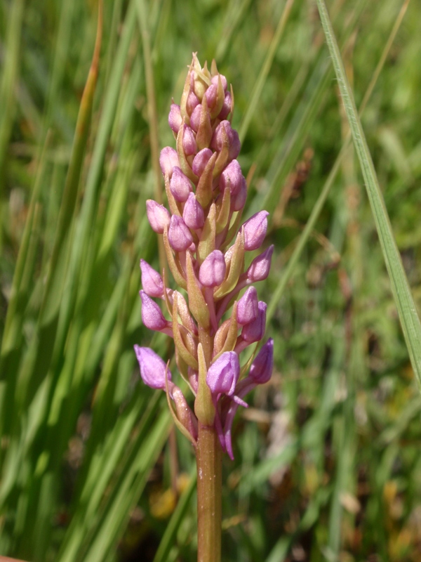 Gymnadenia conopsea
